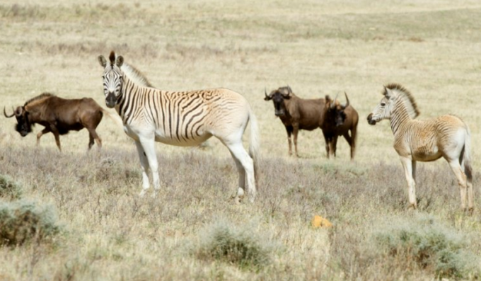 rau-quagga-zebra-subspecies.png
